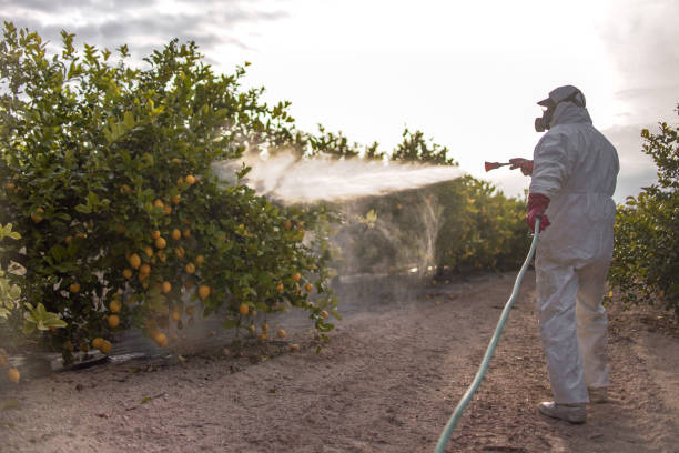 Best Pest Control Near Me  in Big Spring, TX