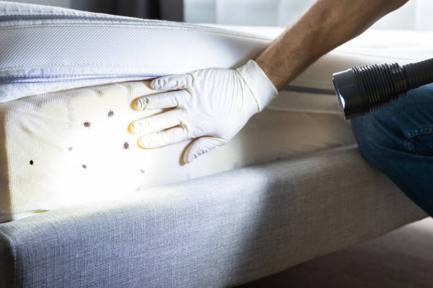 Best Bed Bug Extermination  in Big Spring, TX