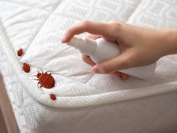 Professional Pest Control in Big Spring, TX