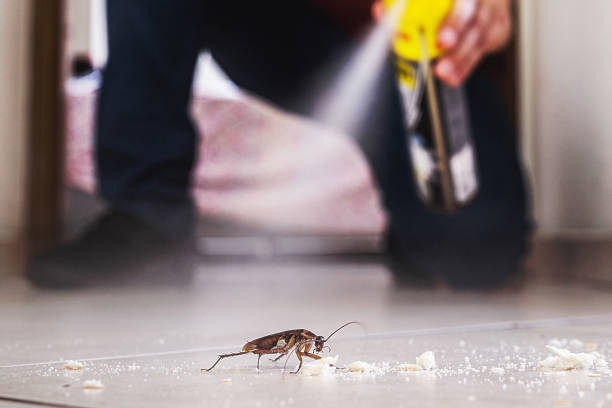 Best Ant Control Services  in Big Spring, TX