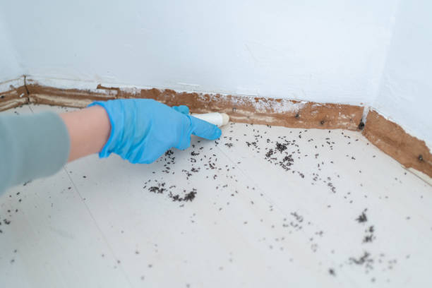 Best Pest Control for Homes  in Big Spring, TX