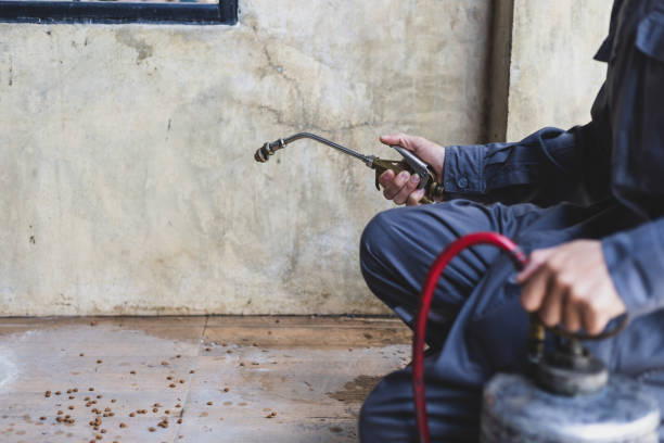 Best Flea Control Services  in Big Spring, TX